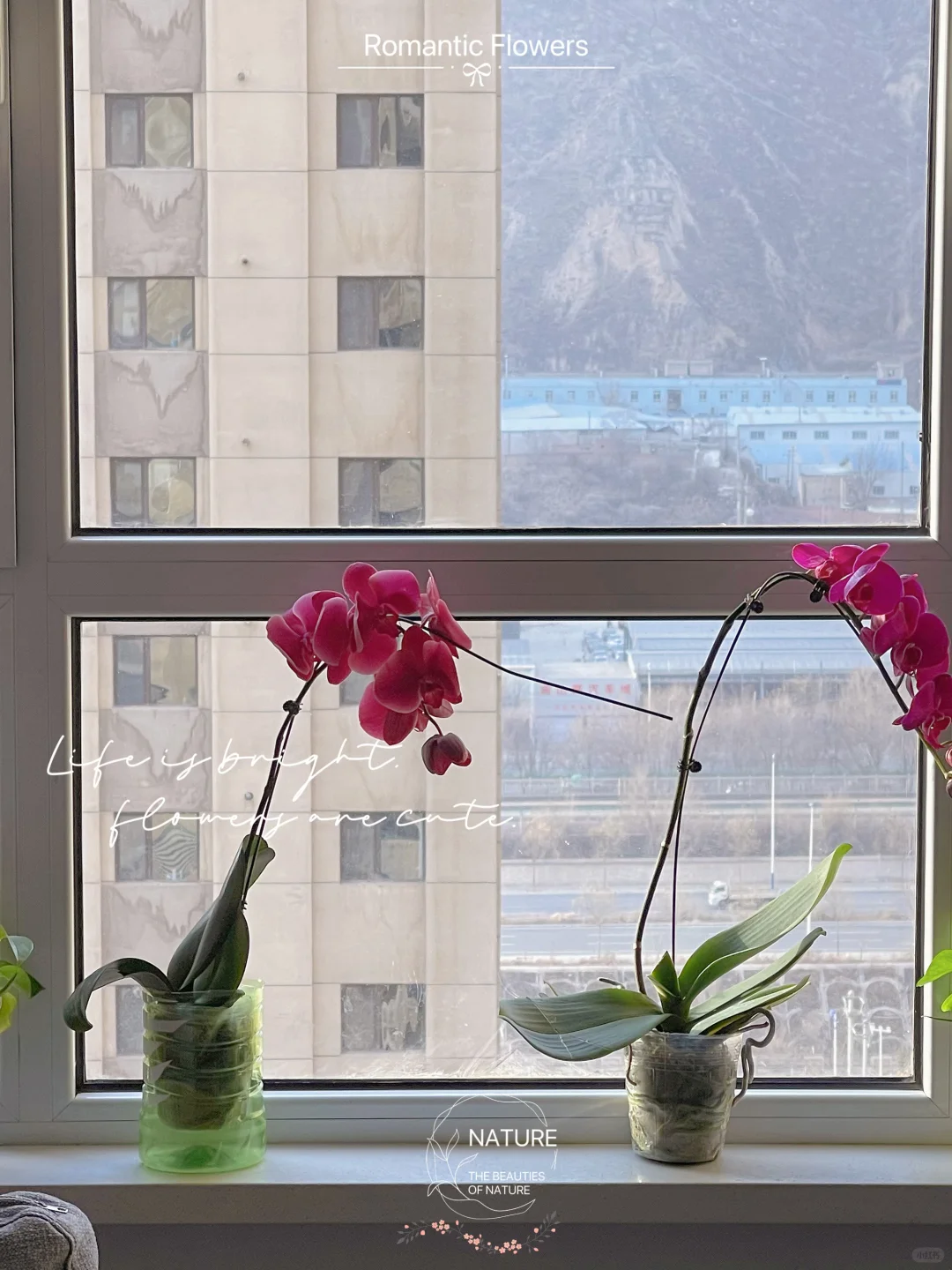 ?兰州花卉博览会 | 花的奇幻之旅