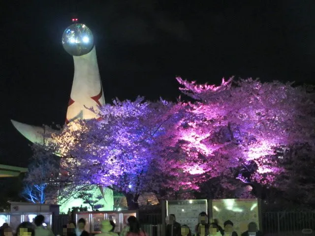 赏樱打卡地[樱花R]大阪吹田市万博纪念公园