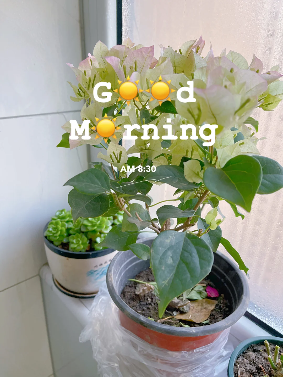 ?兰州花卉博览会 | 花的奇幻之旅