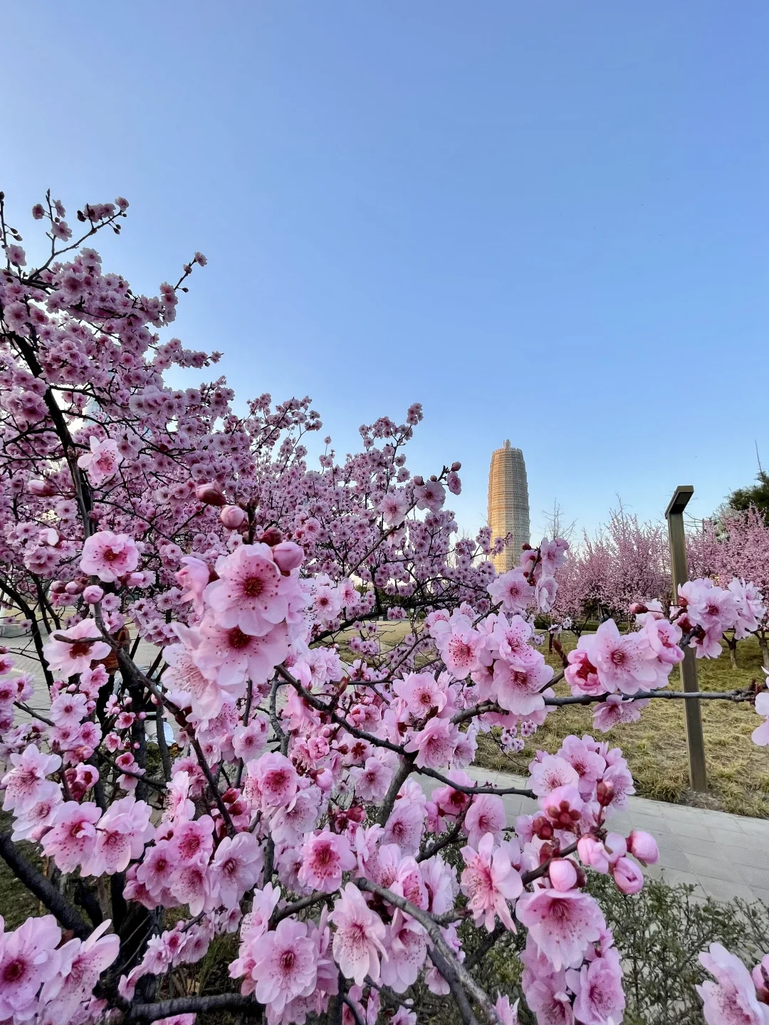 无语了?3.17郑州会展中心樱花实况