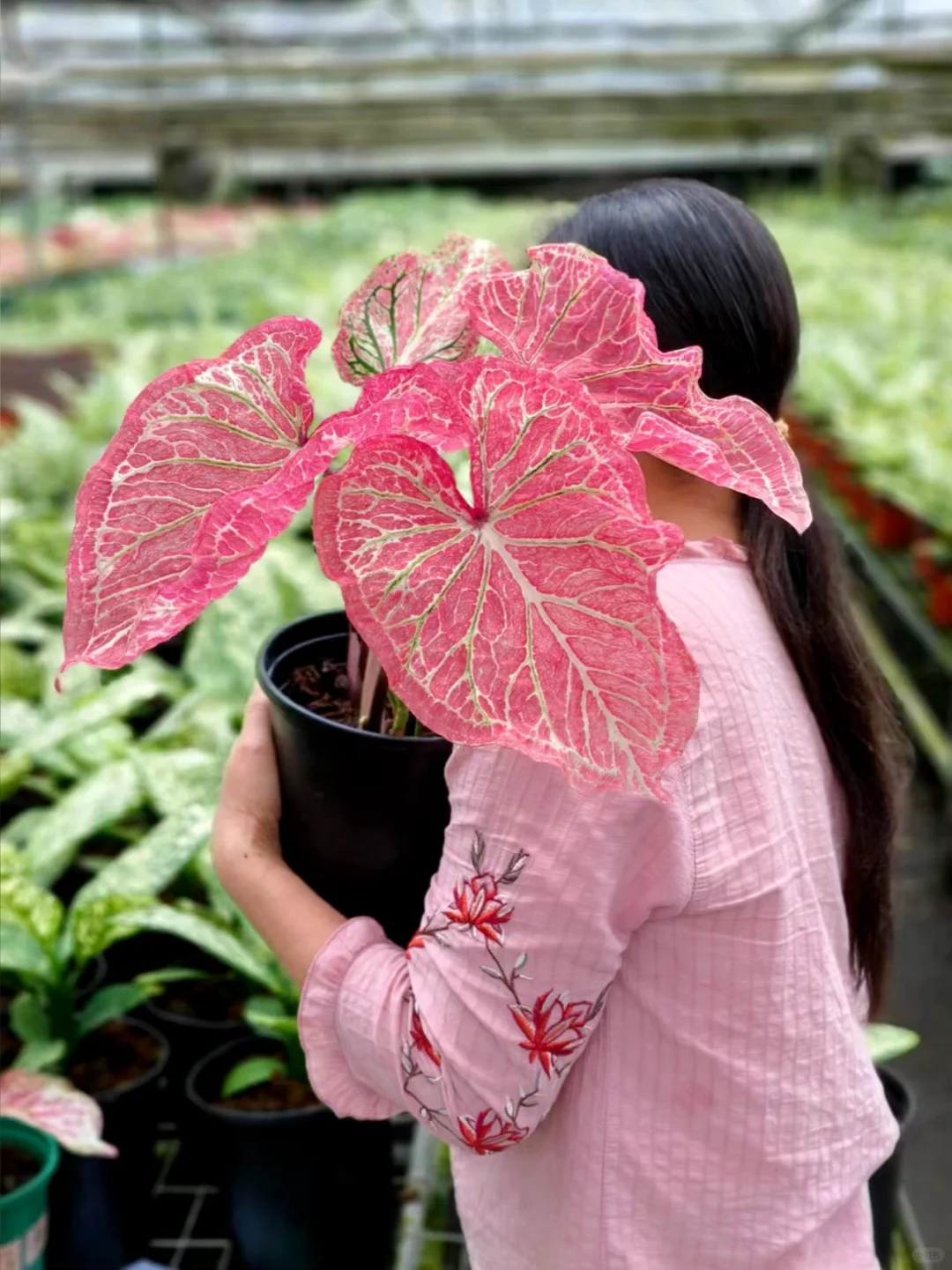 女生，在深圳，电商转绿植店员工