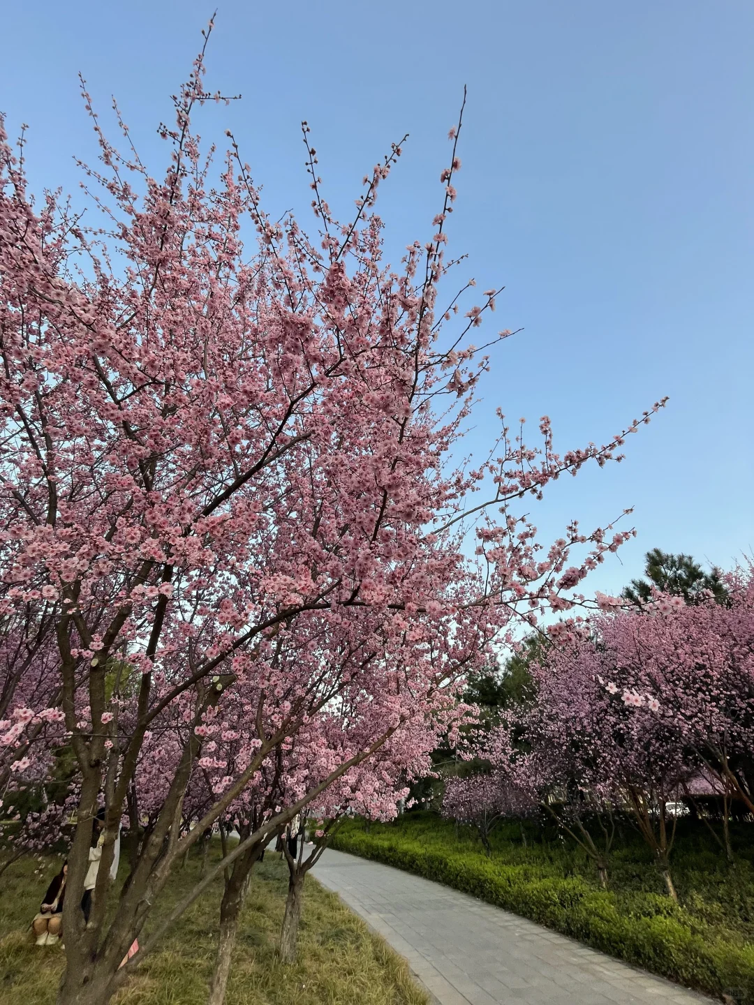 无语了?3.17郑州会展中心樱花实况