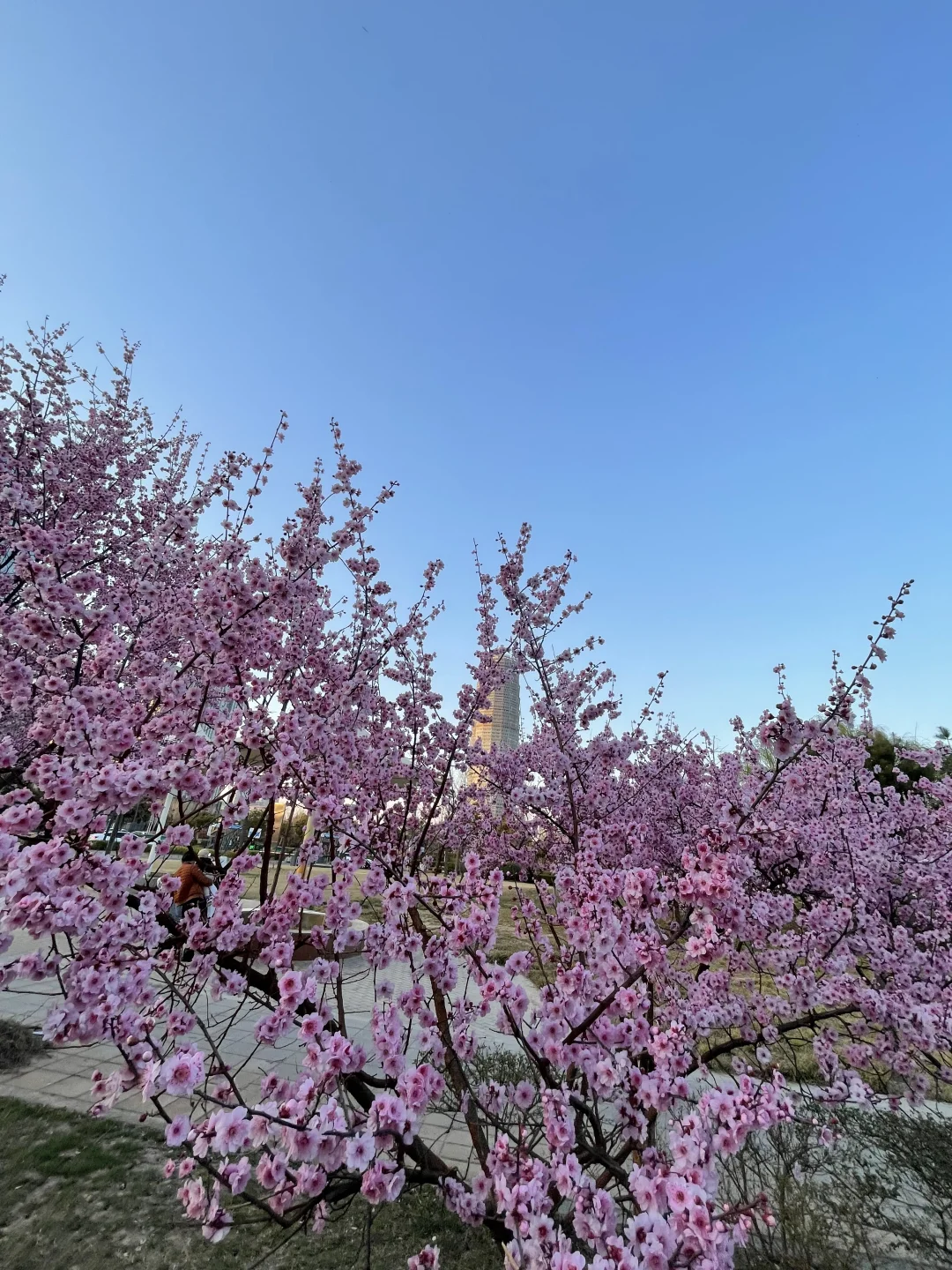无语了?3.17郑州会展中心樱花实况