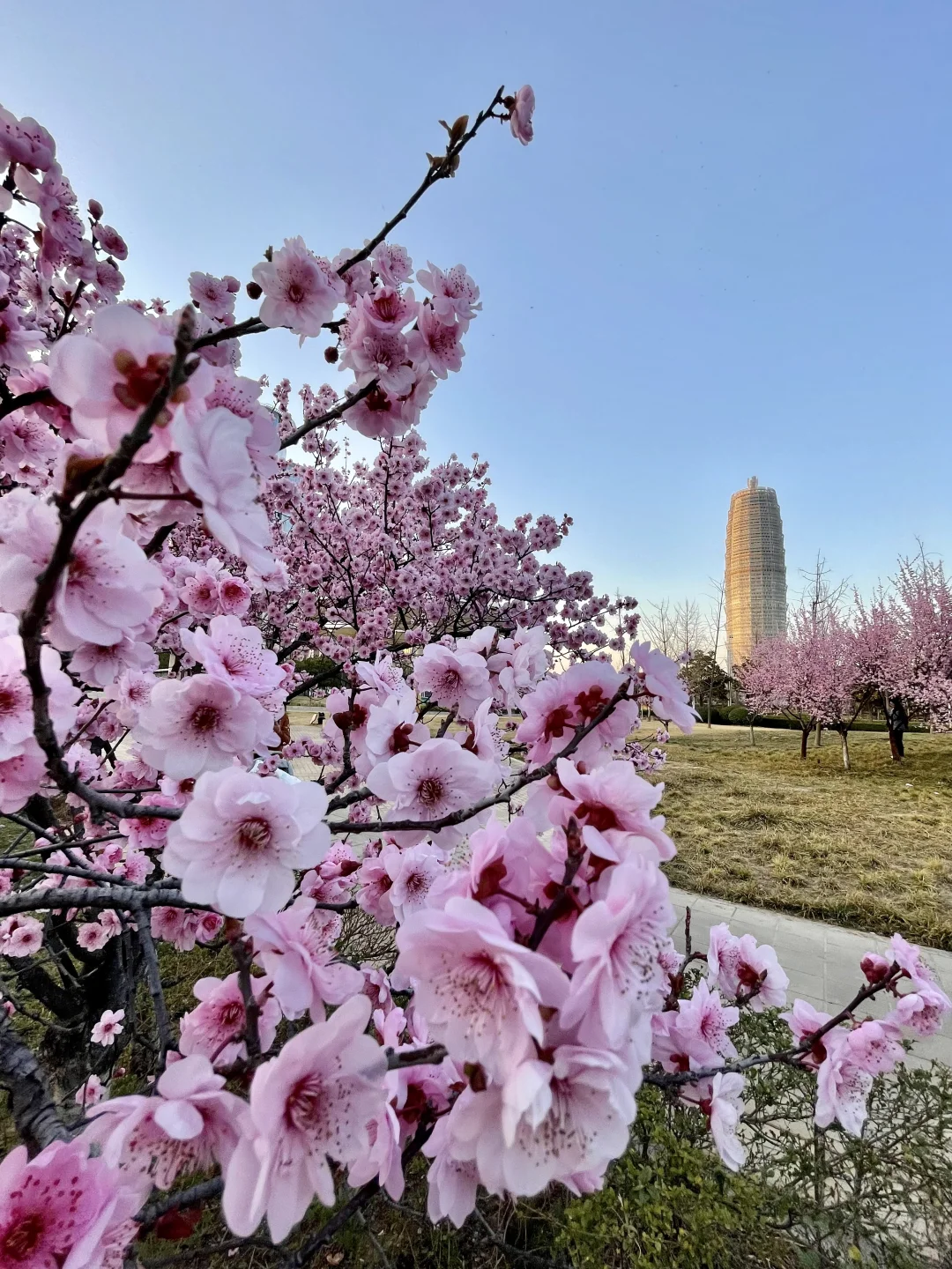 无语了?3.17郑州会展中心樱花实况