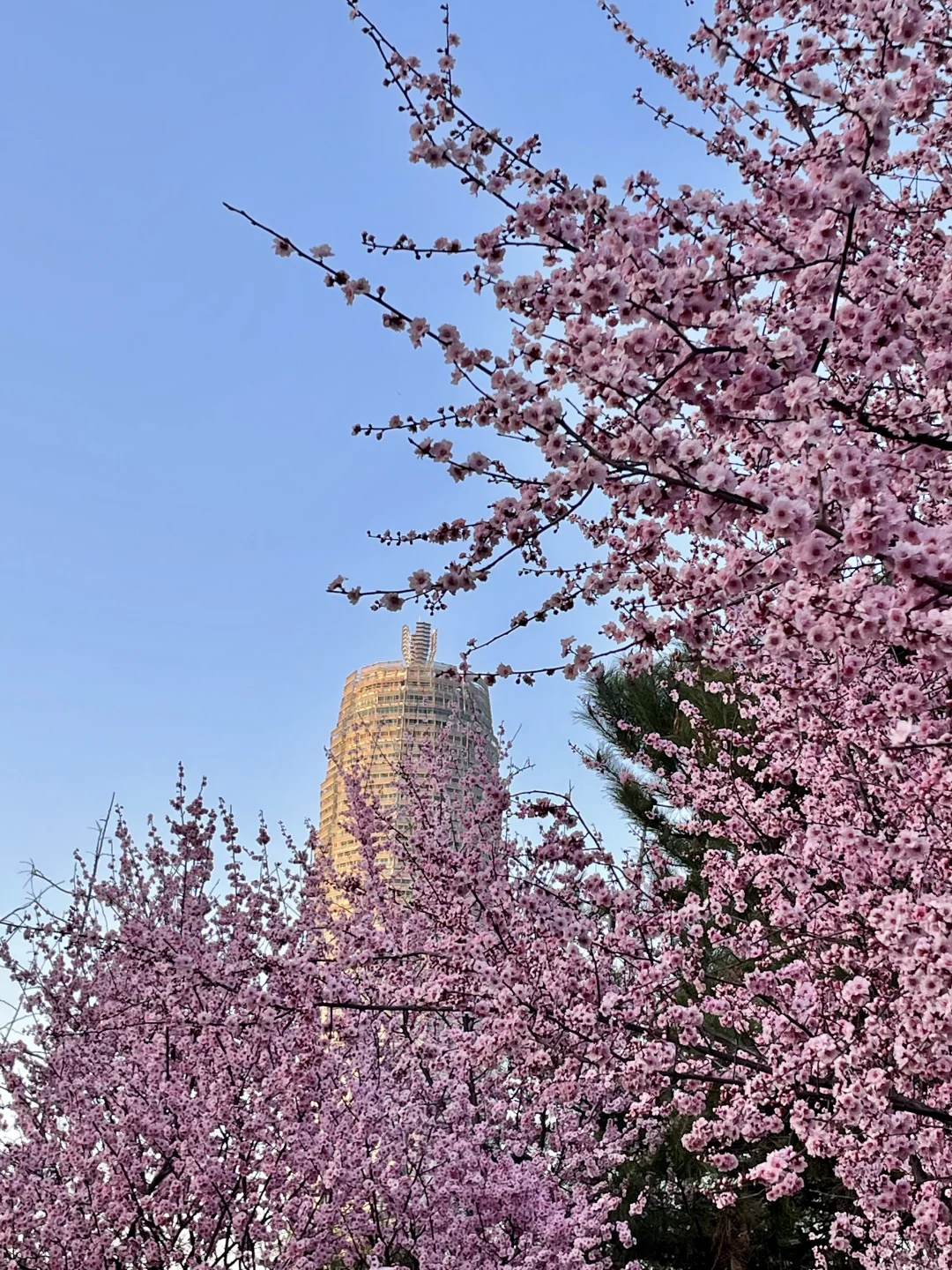 无语了?3.17郑州会展中心樱花实况