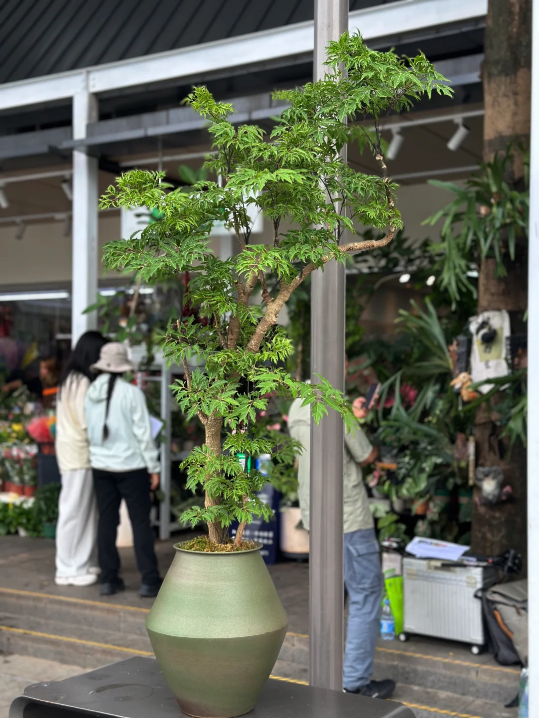 女生，在深圳，电商转绿植店员工