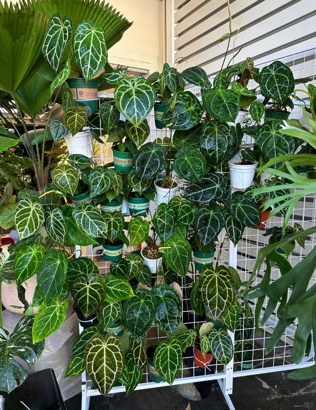 女生，在深圳，电商转绿植店员工