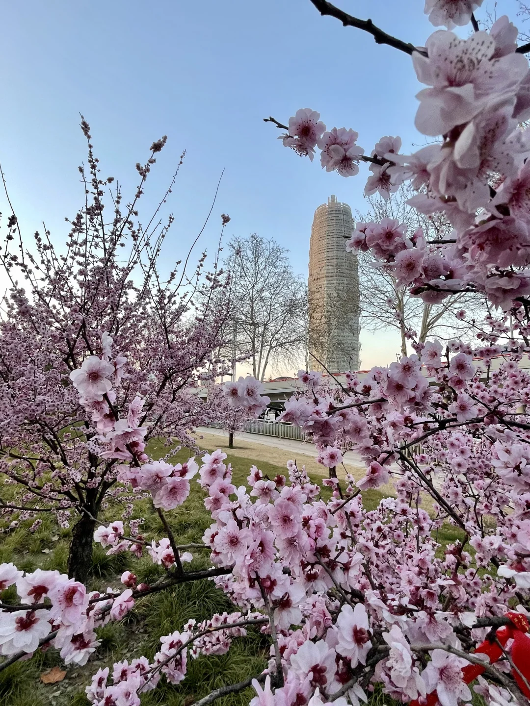 无语了?3.17郑州会展中心樱花实况