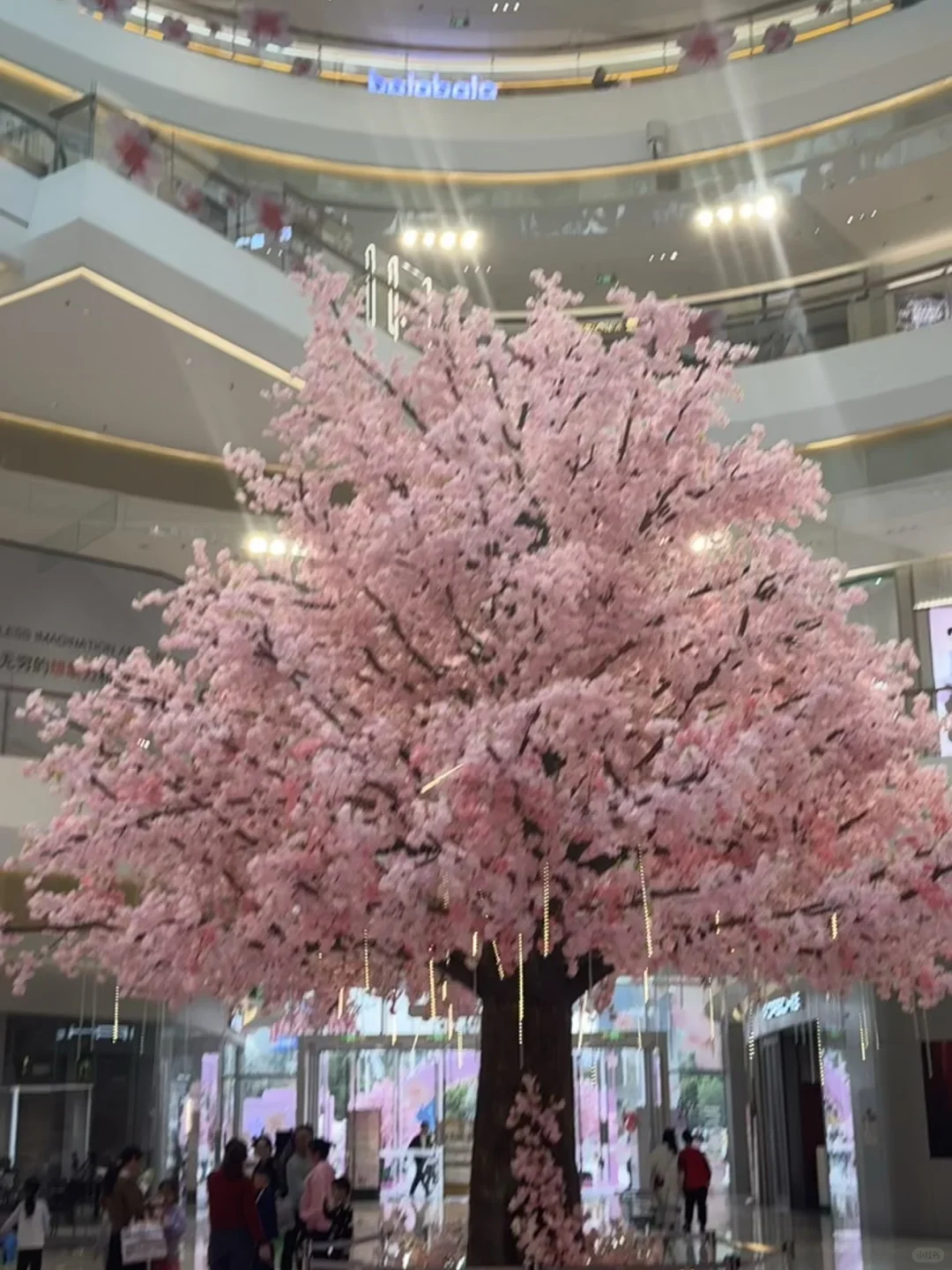 星城天地樱花展览会