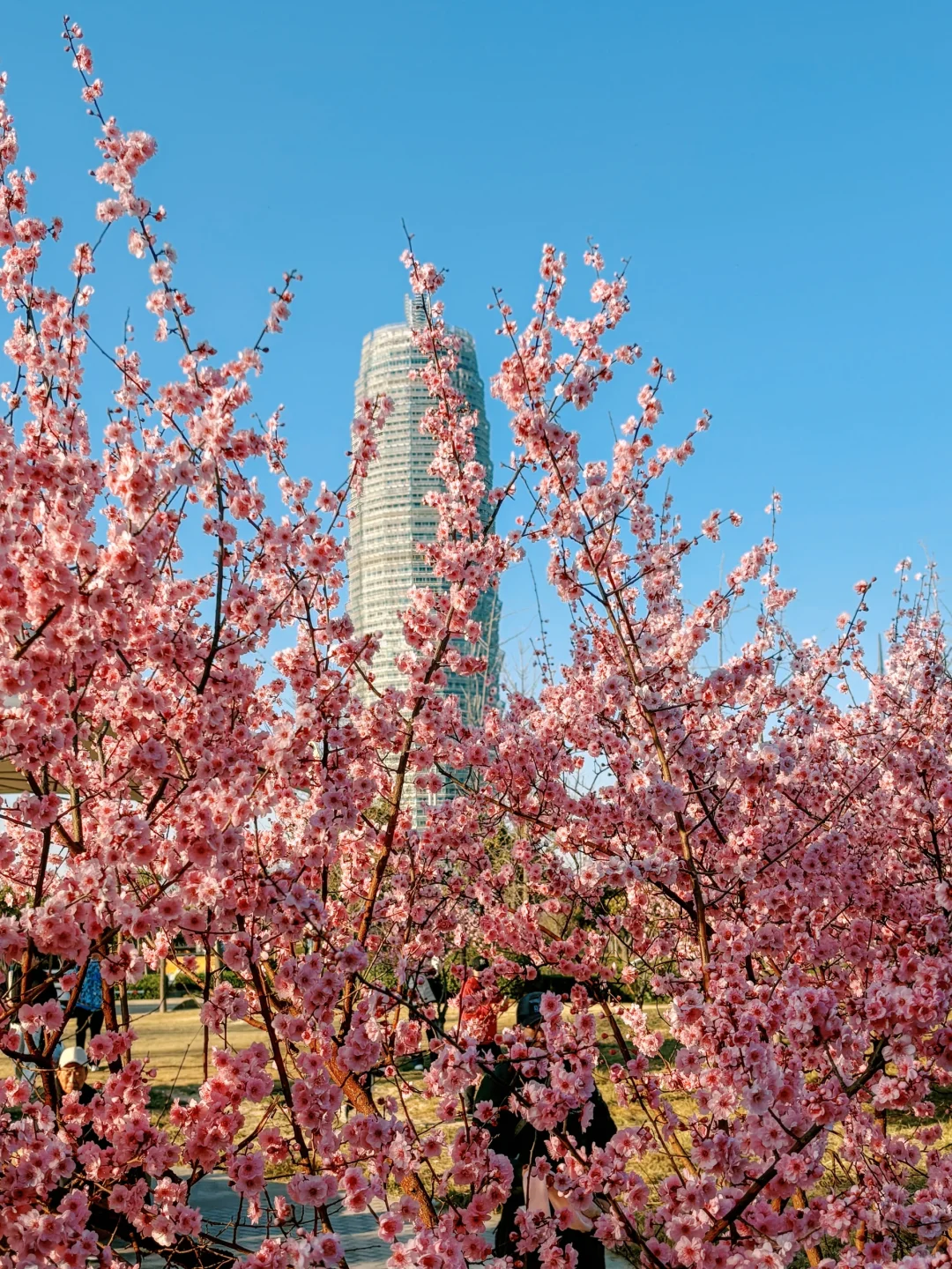 大玉米和樱花也太搭了吧！