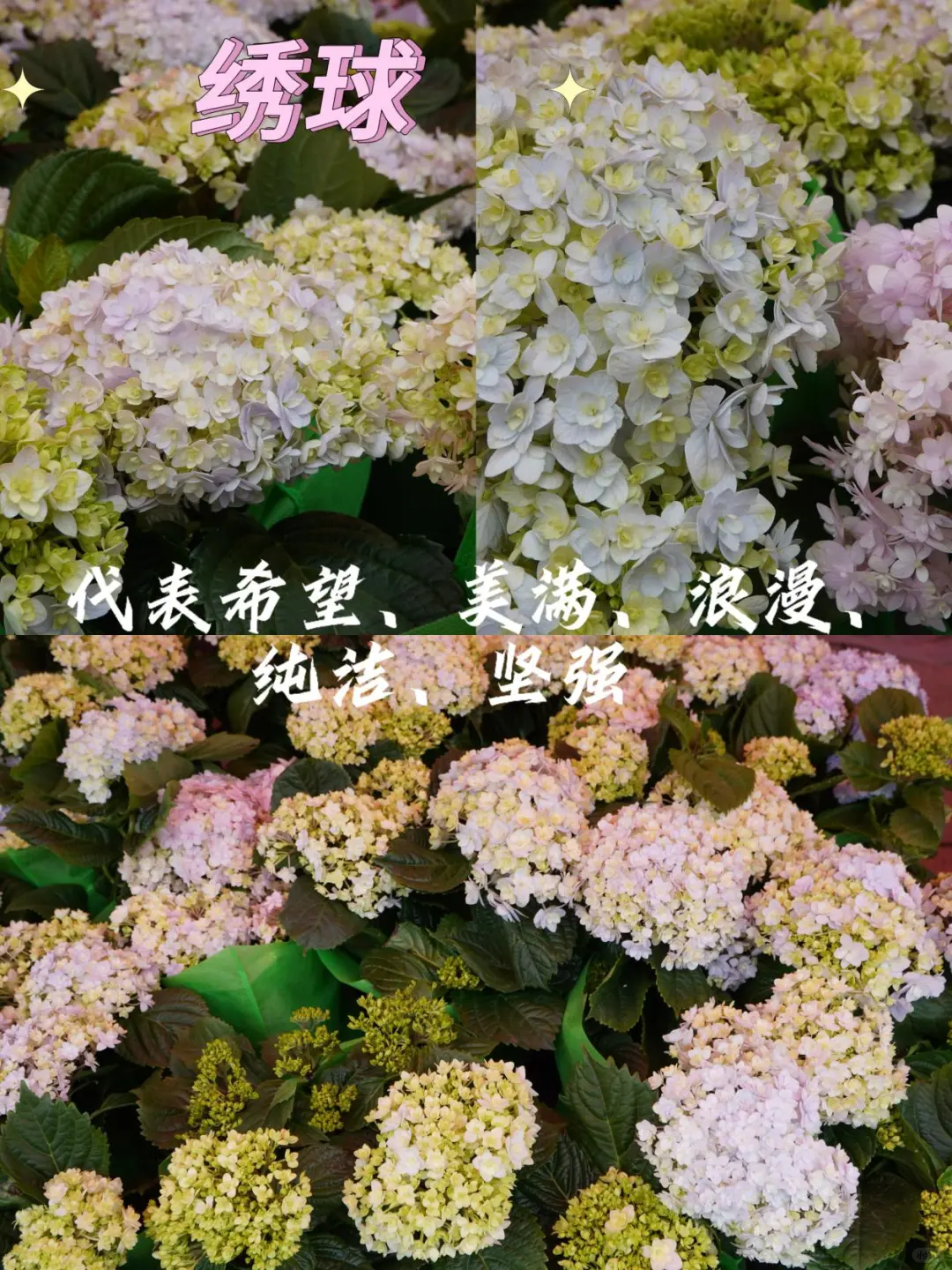 宝藏甘肃｜就在兰州！周末一定去逛花展