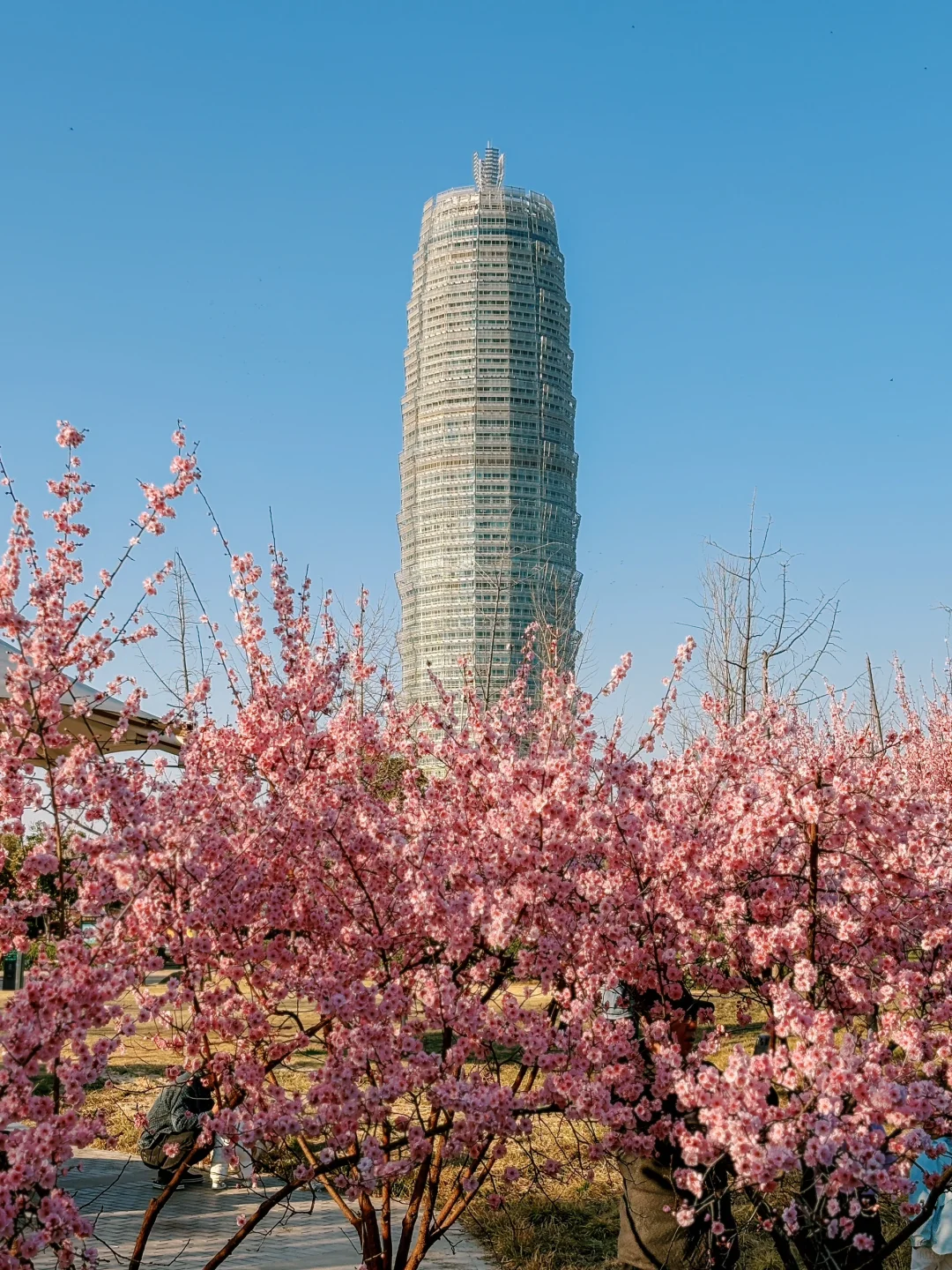 大玉米和樱花也太搭了吧！
