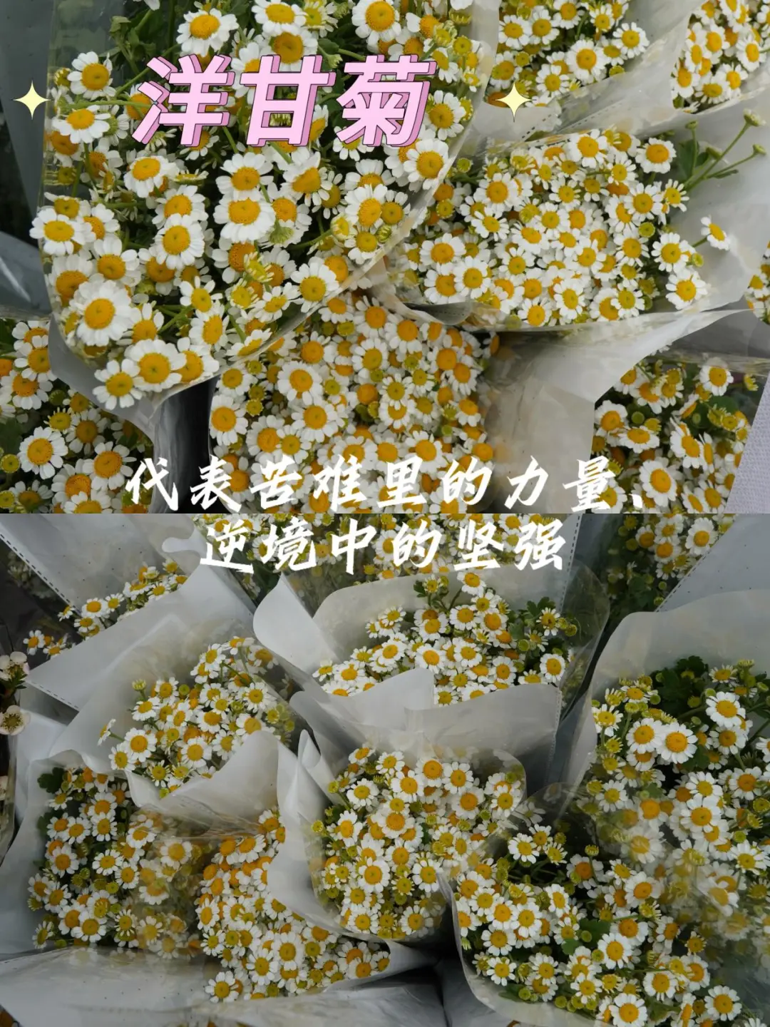 宝藏甘肃｜就在兰州！周末一定去逛花展