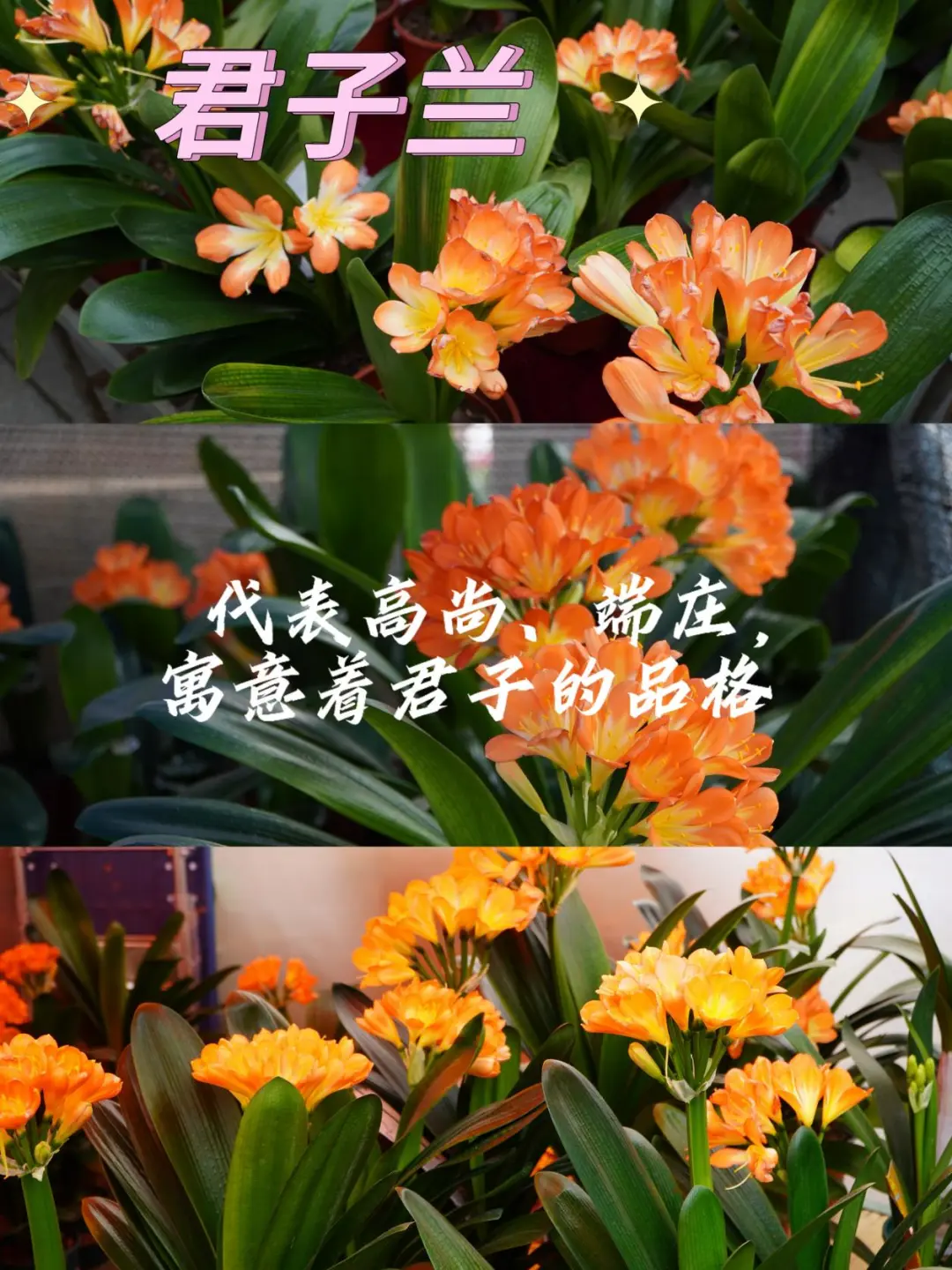 宝藏甘肃｜就在兰州！周末一定去逛花展