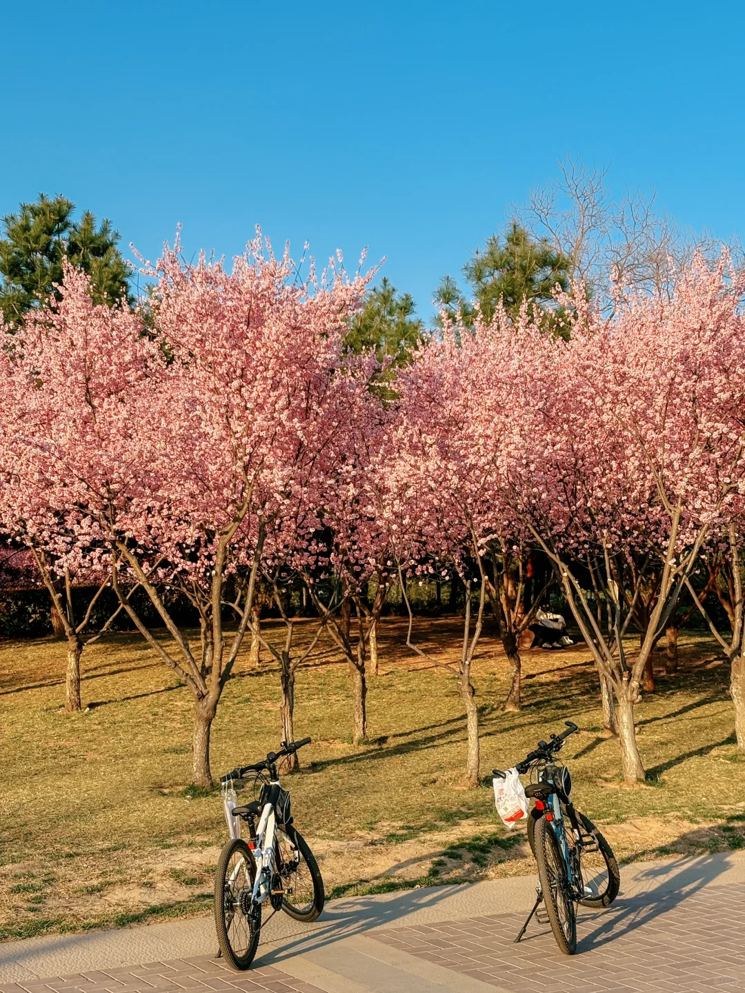 大玉米和樱花也太搭了吧！