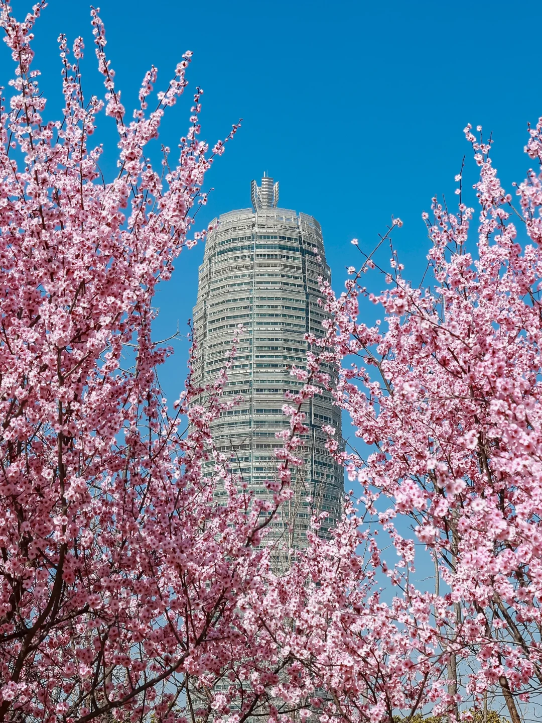 3.18实拍，带娃打卡，被粉花海?包围的大玉米