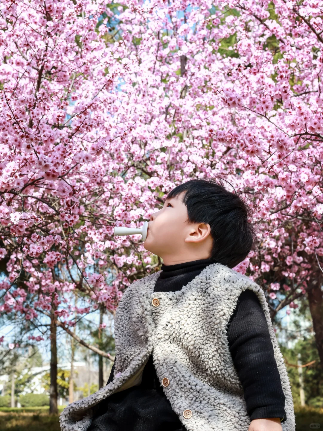 3.18实拍，带娃打卡，被粉花海?包围的大玉米