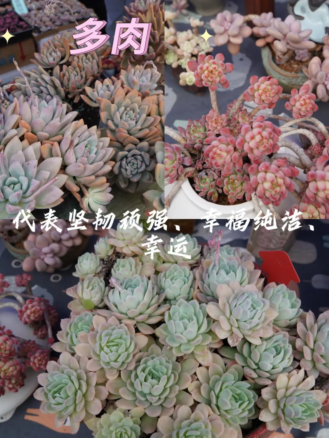 宝藏甘肃｜就在兰州！周末一定去逛花展