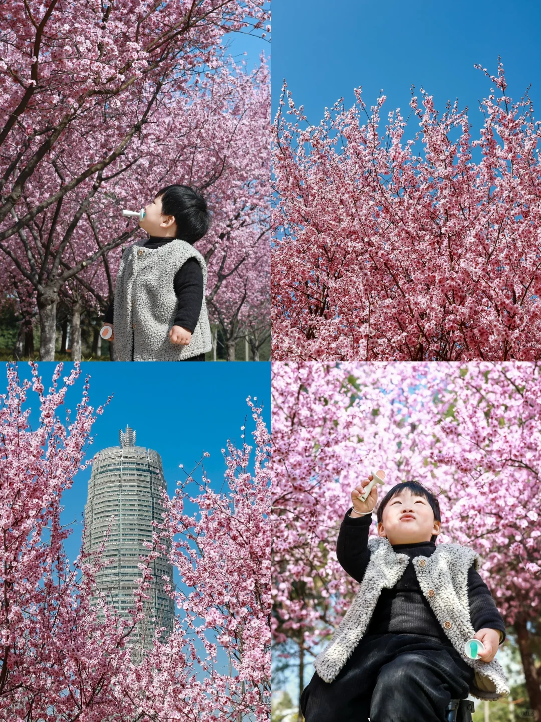 3.18实拍，带娃打卡，被粉花海?包围的大玉米