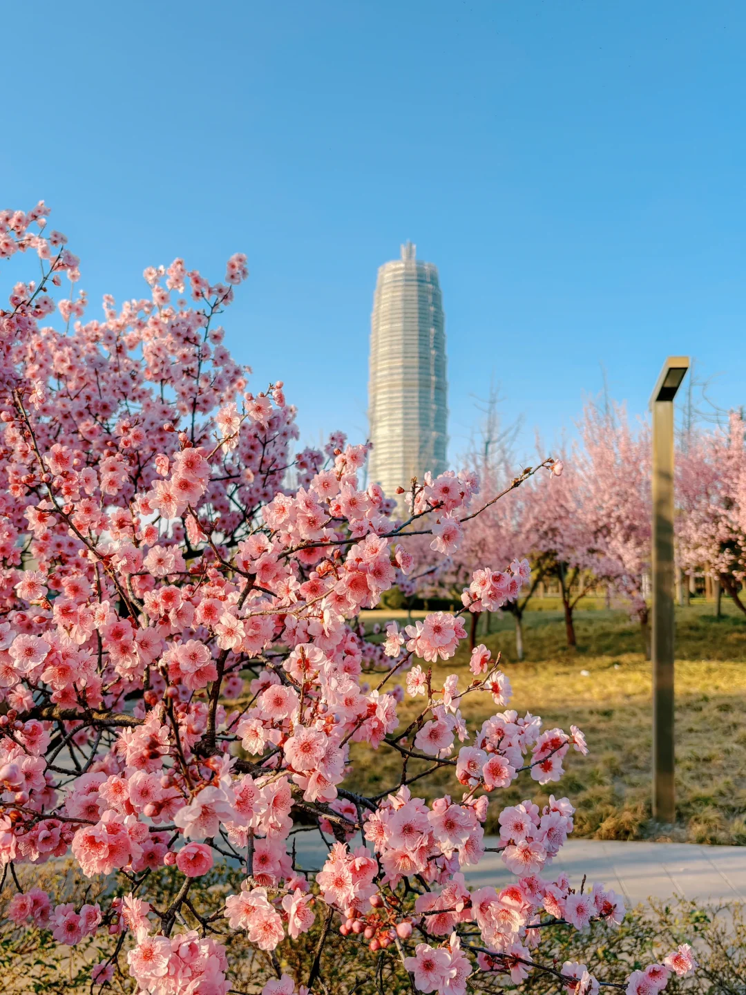 大玉米和樱花也太搭了吧！