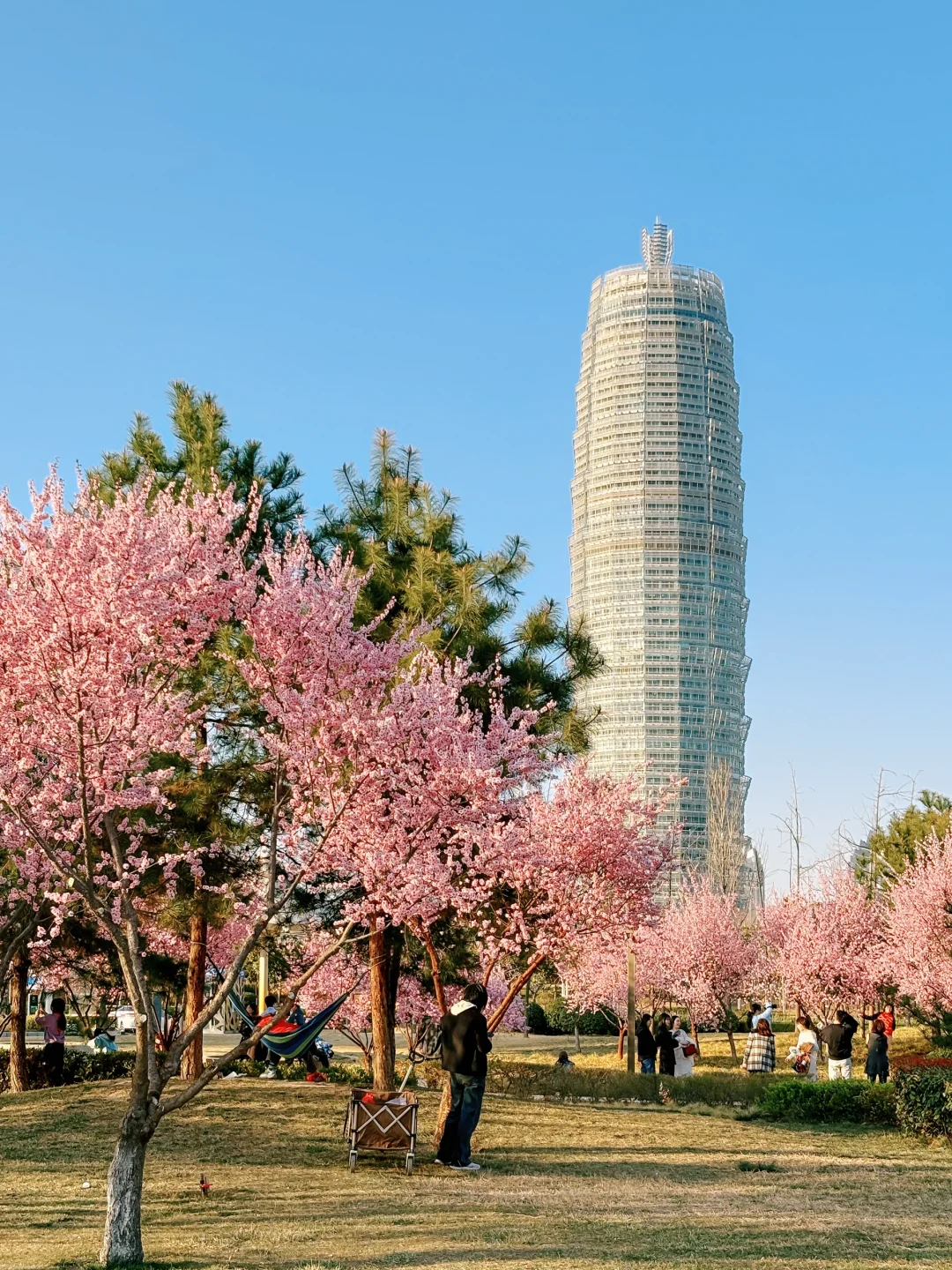 大玉米和樱花也太搭了吧！