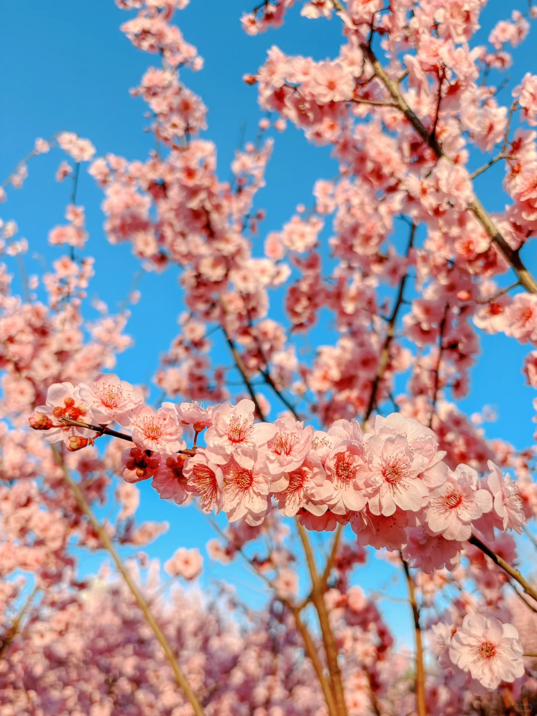 大玉米和樱花也太搭了吧！