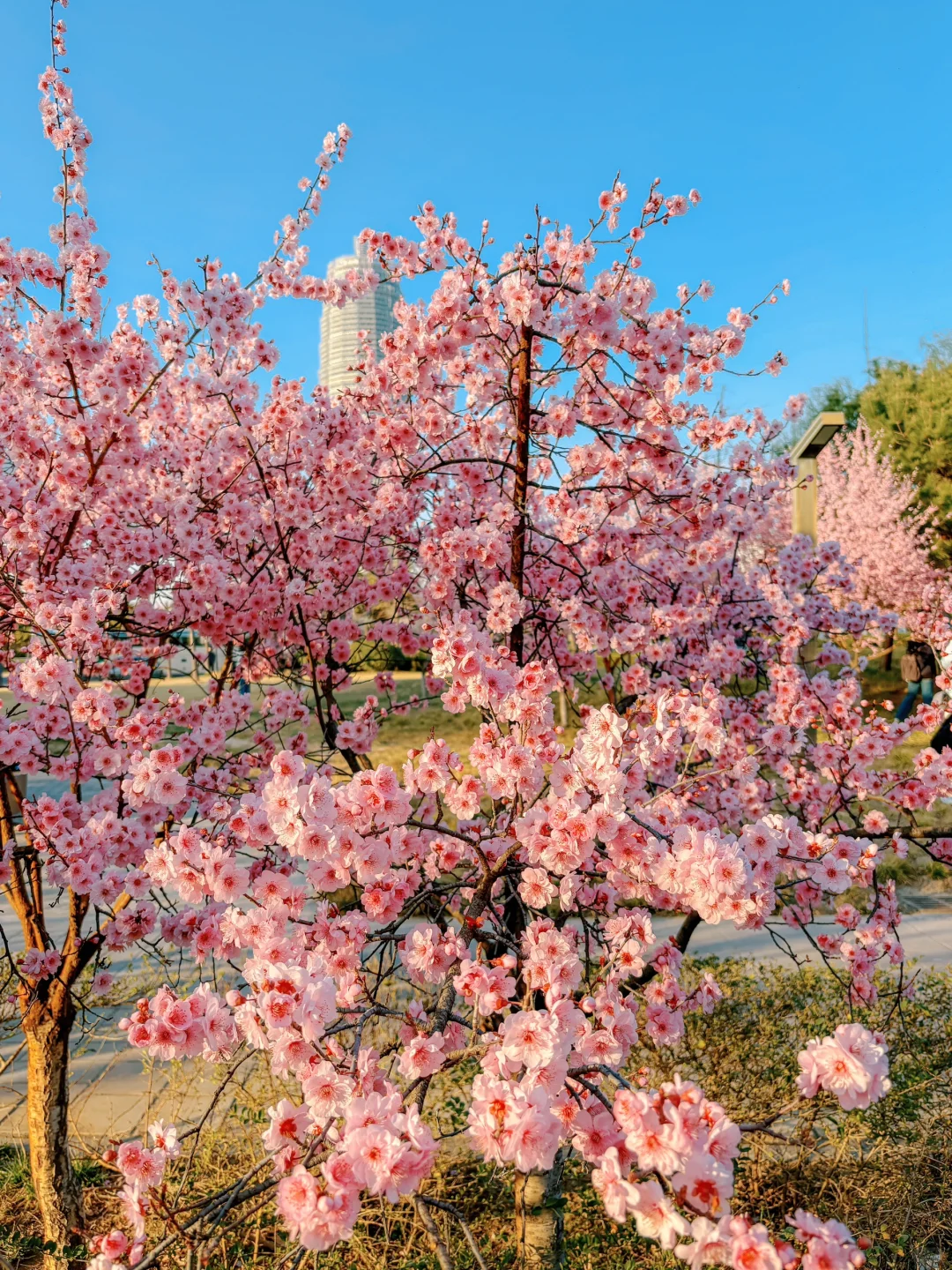大玉米和樱花也太搭了吧！