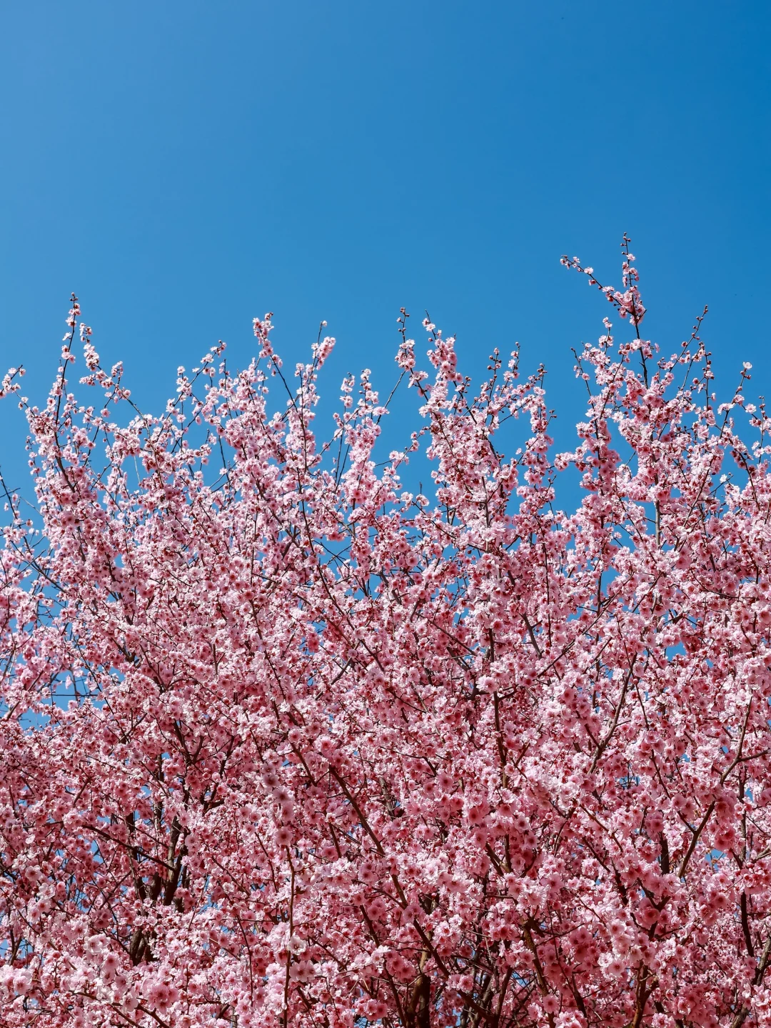 3.18实拍，带娃打卡，被粉花海?包围的大玉米