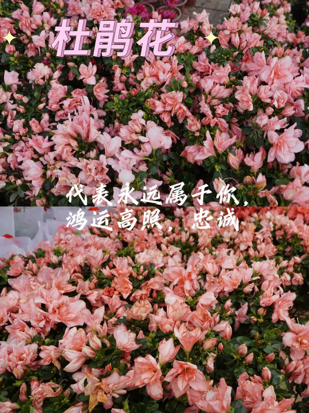 宝藏甘肃｜就在兰州！周末一定去逛花展