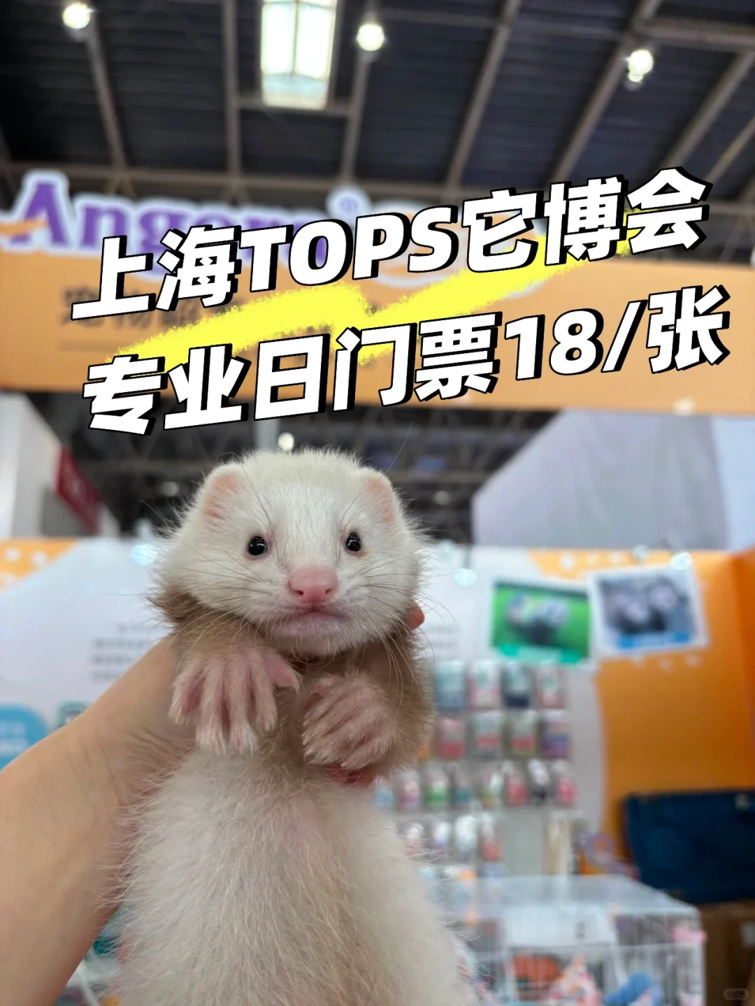 上海它博会攻略！请查收特价联票18‼️