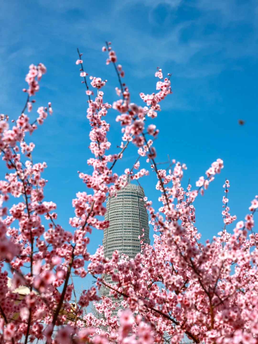 3.18实拍，带娃打卡，被粉花海?包围的大玉米