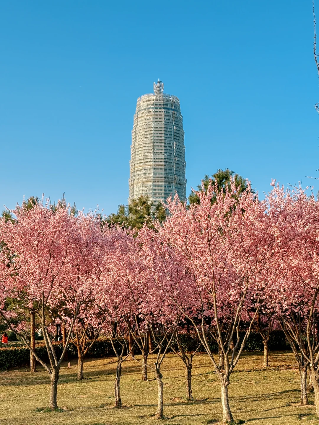 大玉米和樱花也太搭了吧！