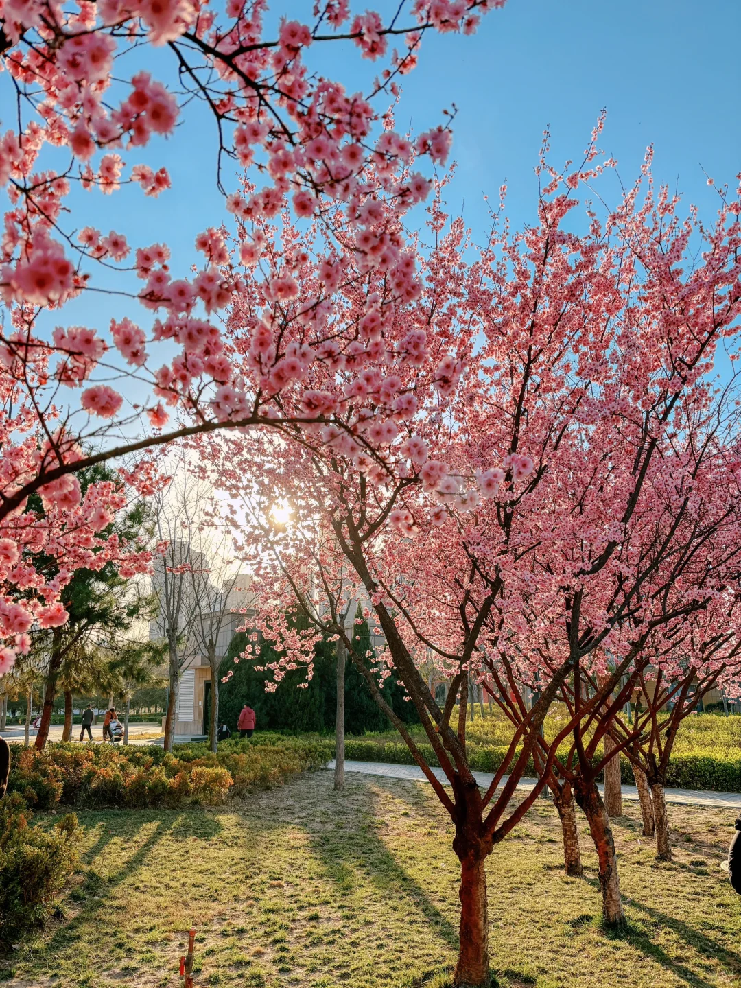大玉米和樱花也太搭了吧！