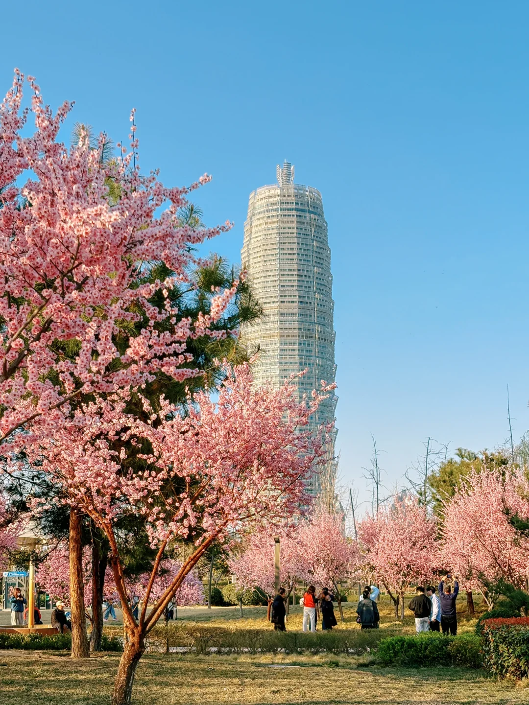 大玉米和樱花也太搭了吧！