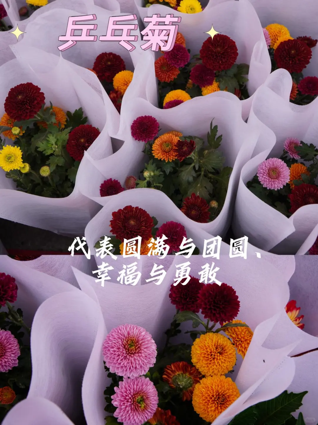 宝藏甘肃｜就在兰州！周末一定去逛花展