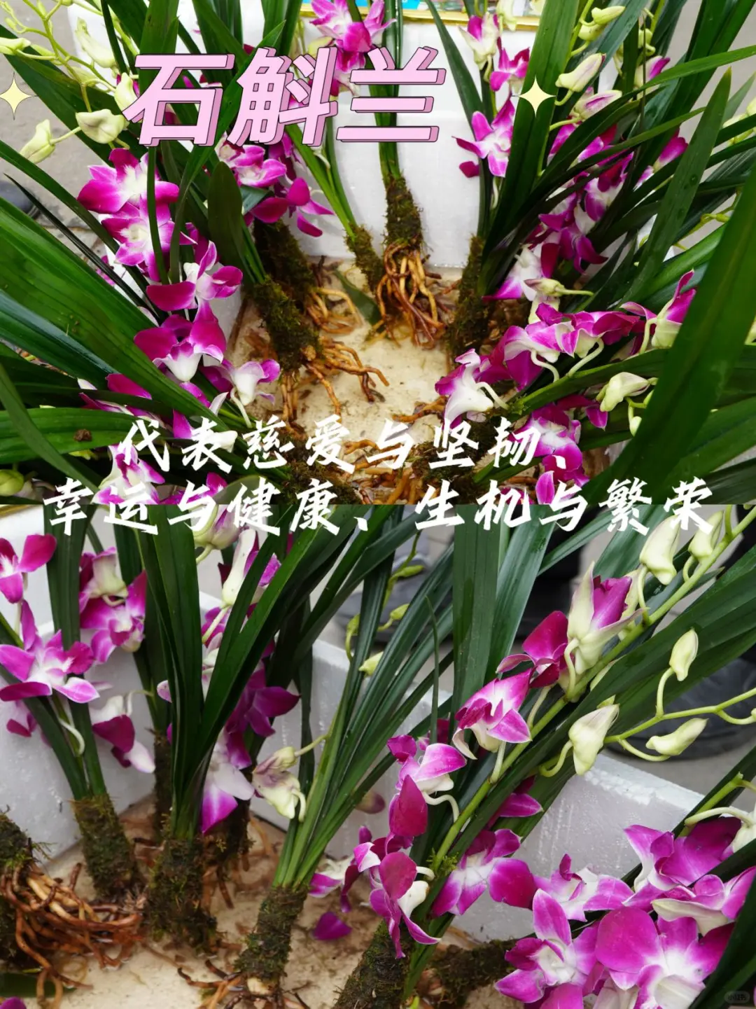 宝藏甘肃｜就在兰州！周末一定去逛花展