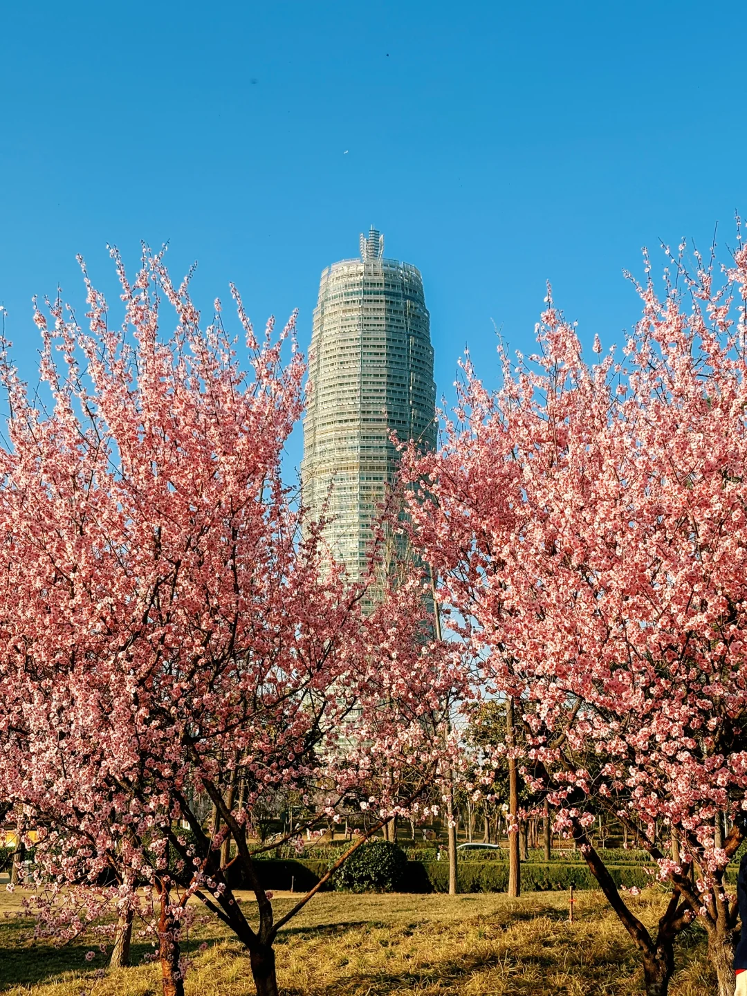大玉米和樱花也太搭了吧！