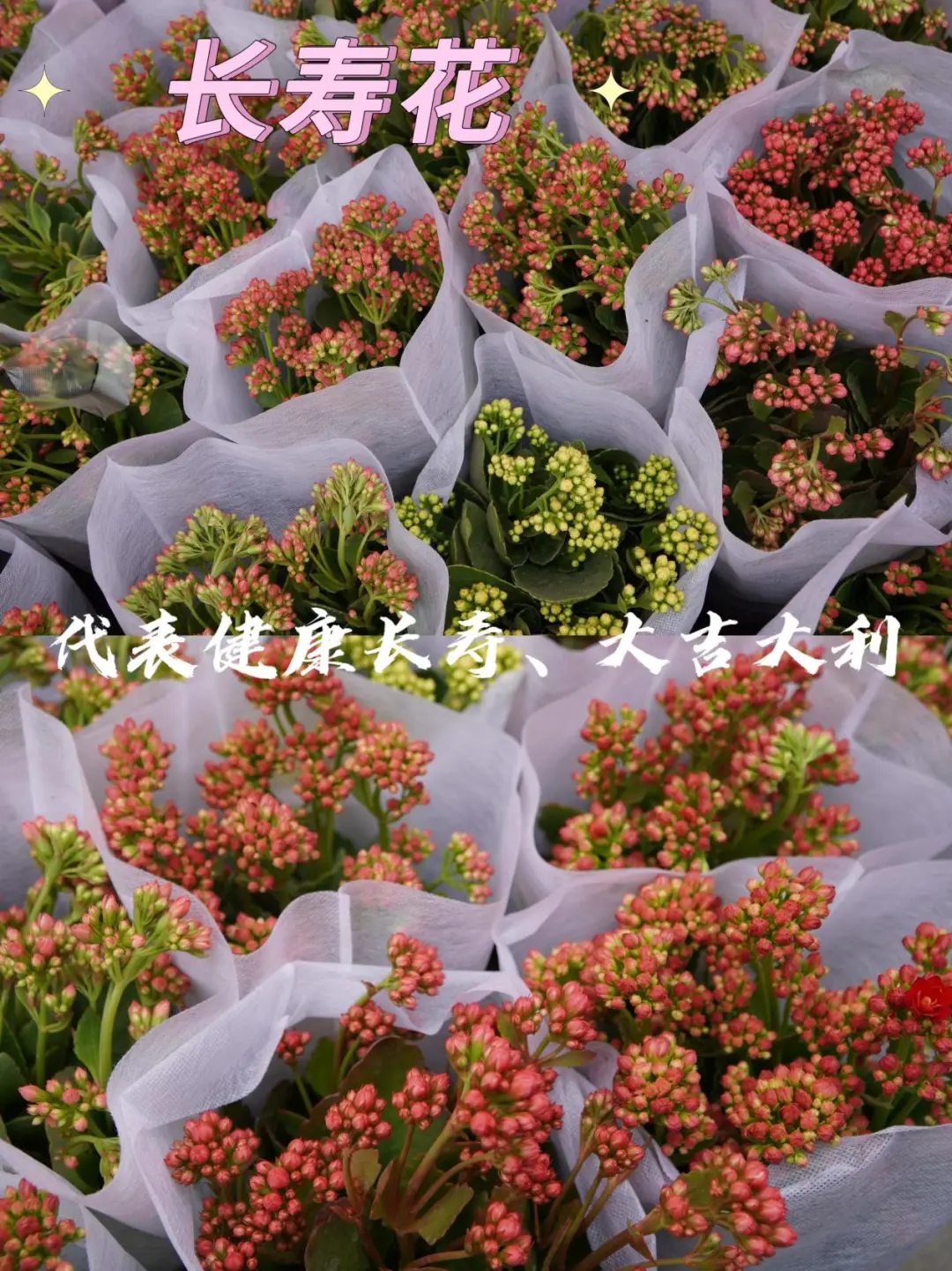 宝藏甘肃｜就在兰州！周末一定去逛花展