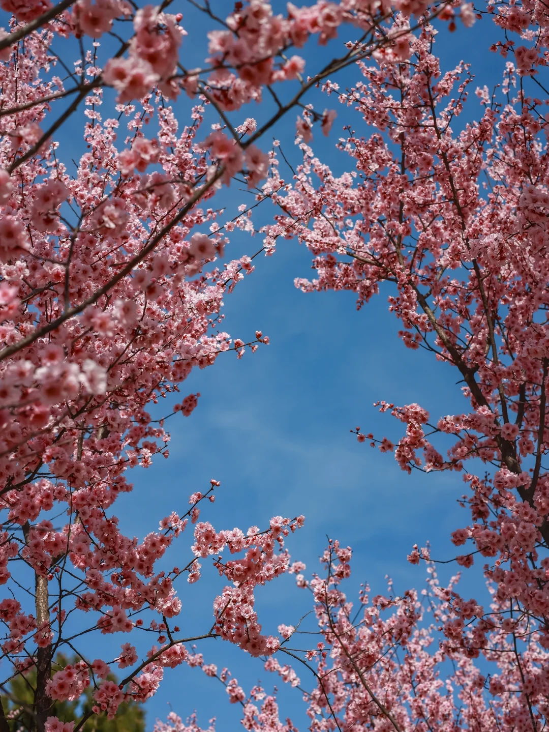 3.18实拍，带娃打卡，被粉花海?包围的大玉米