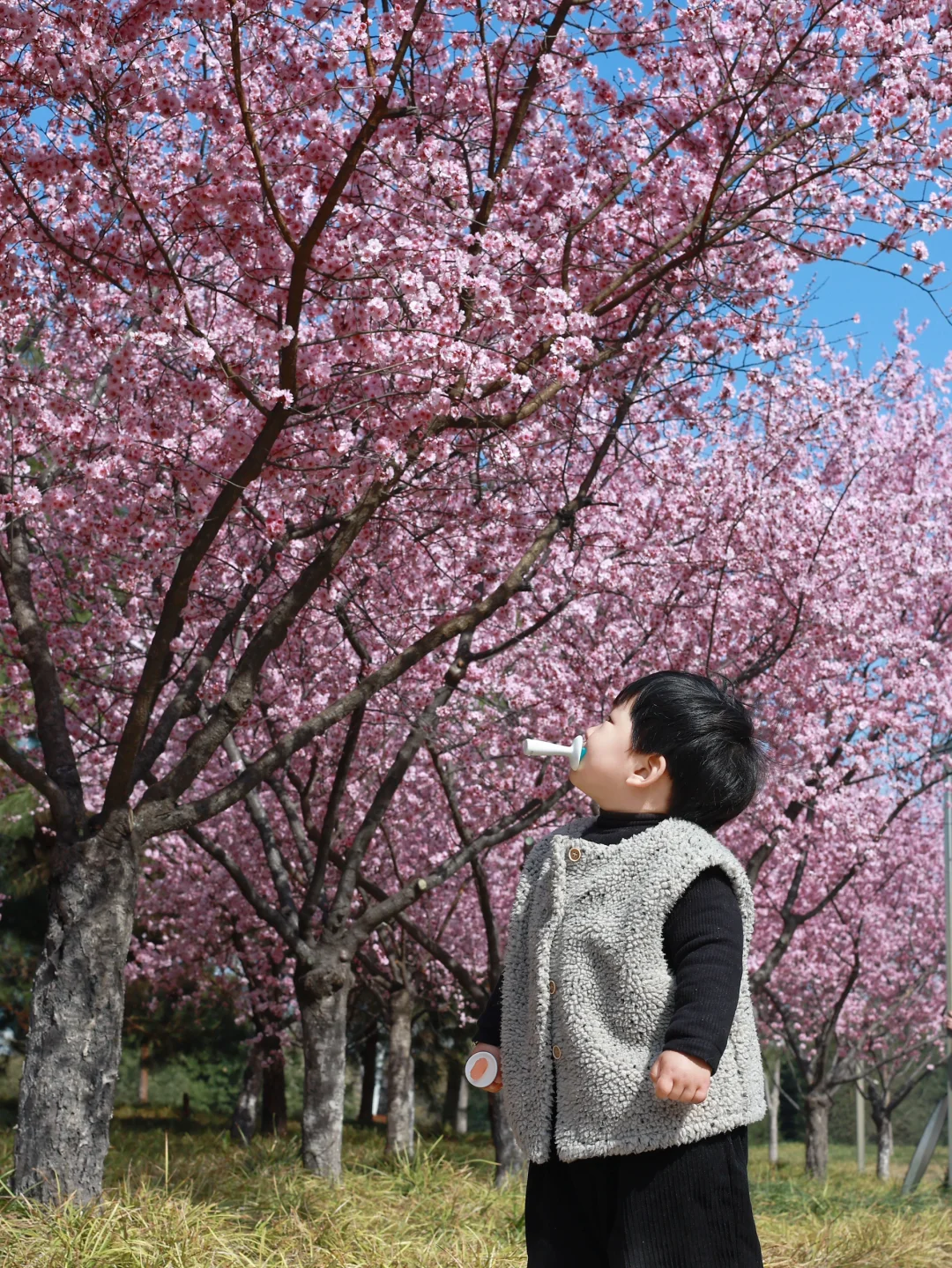 3.18实拍，带娃打卡，被粉花海?包围的大玉米