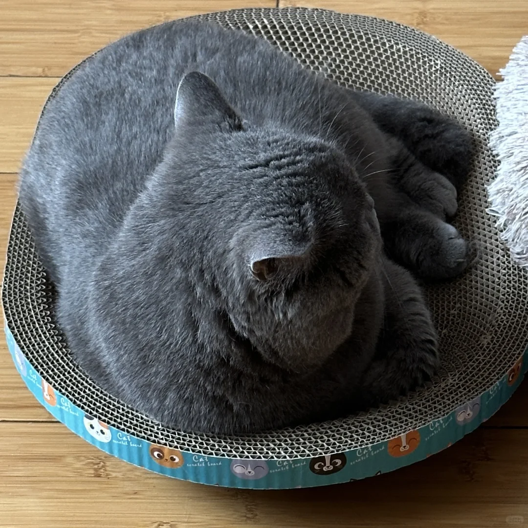 蓝儿子镇场｜3.30-4.3日去游学