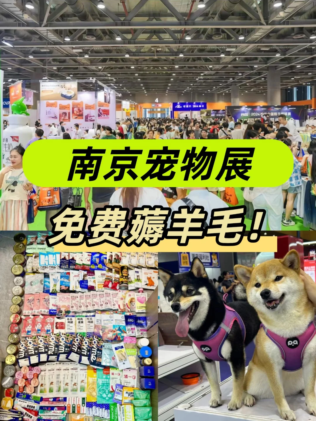 南京宠物展门?没人想要吗?附逛展攻略