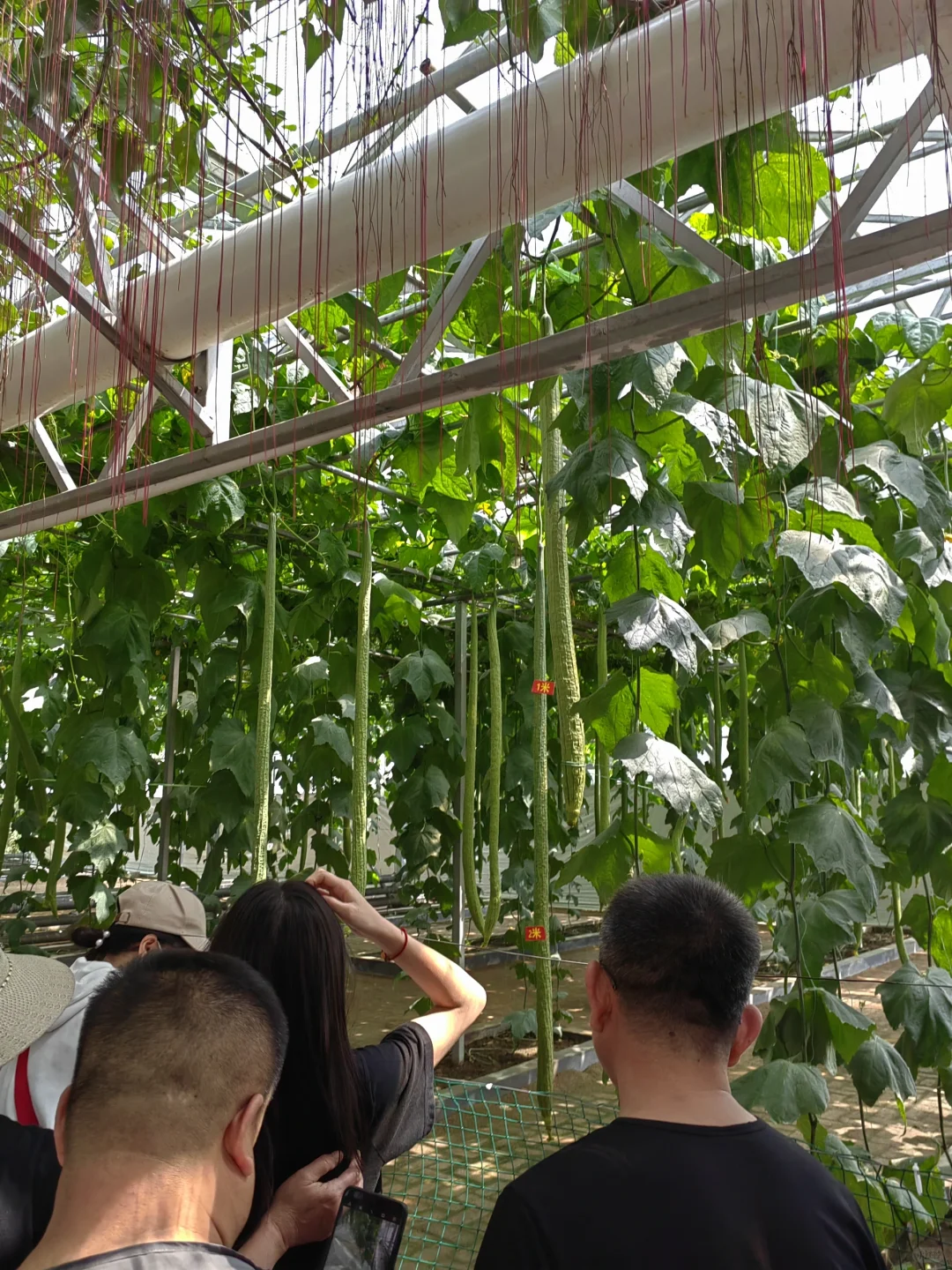 潍坊寿光蔬菜博览会