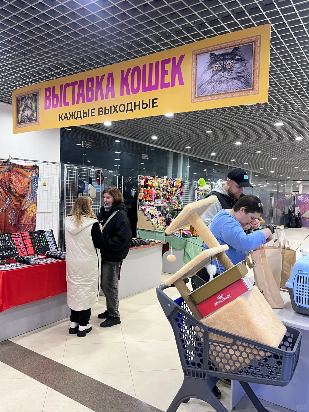 ??莫斯科猫展｜周末爱?留子的好去处‼️