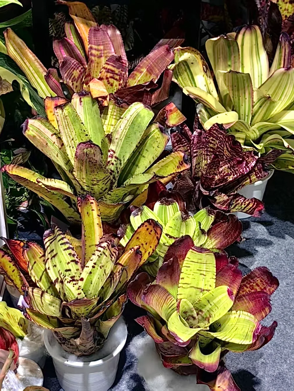 深圳热植展打卡周边薅羊毛攻略｜冲冲冲！