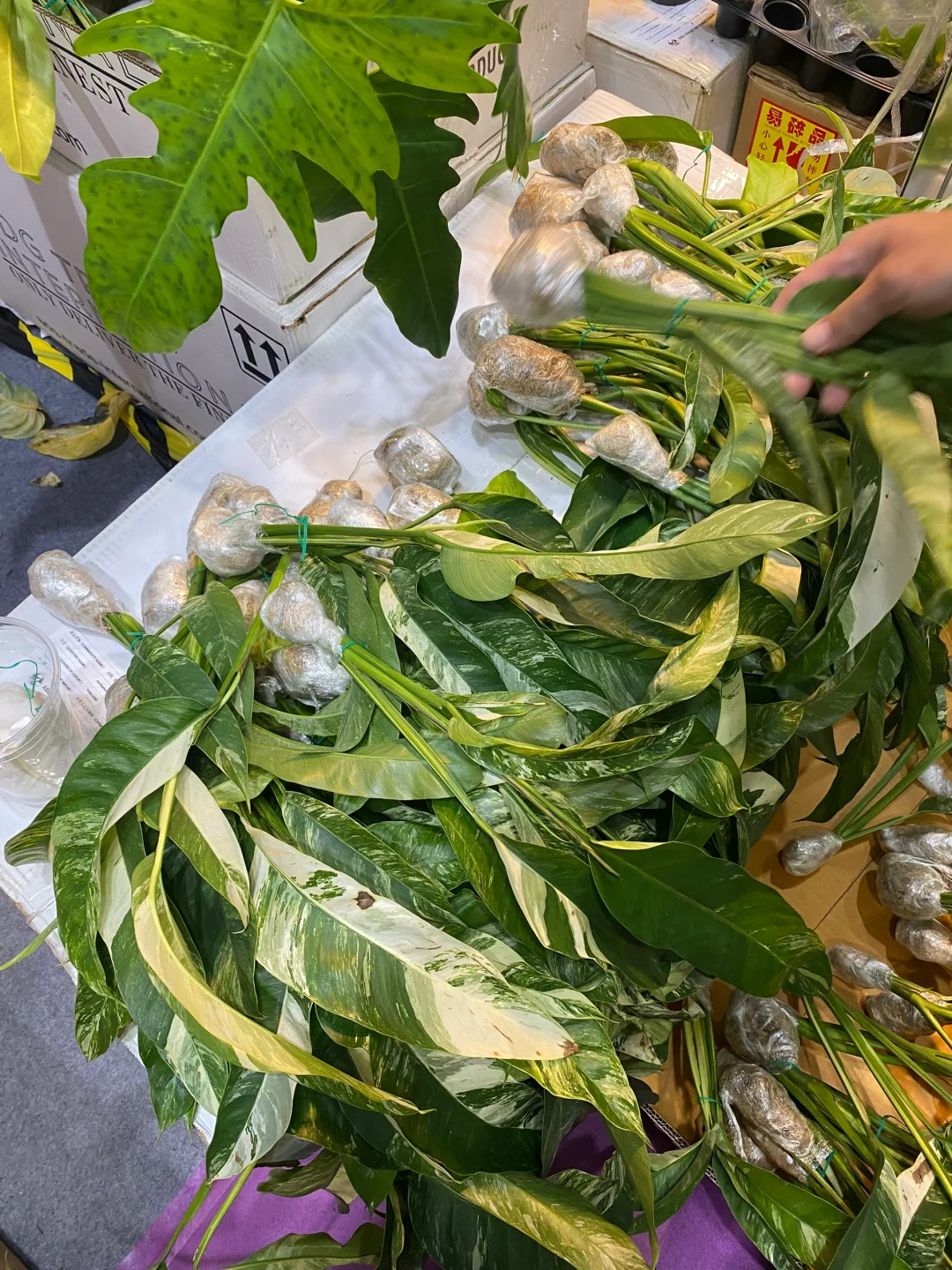 深圳热植展打卡周边薅羊毛攻略｜冲冲冲！