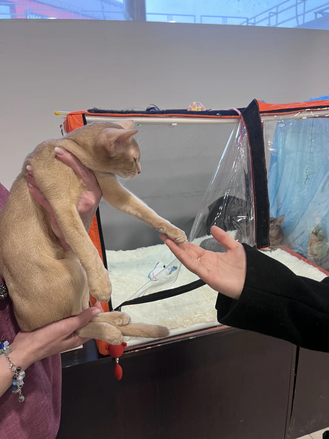 ??莫斯科猫展｜周末爱?留子的好去处‼️