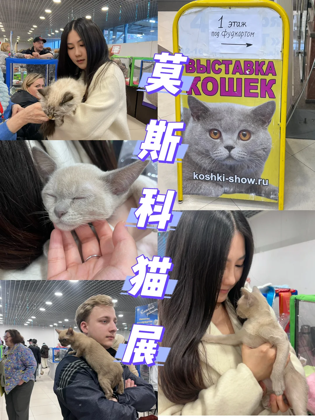 ??莫斯科猫展｜周末爱?留子的好去处‼️