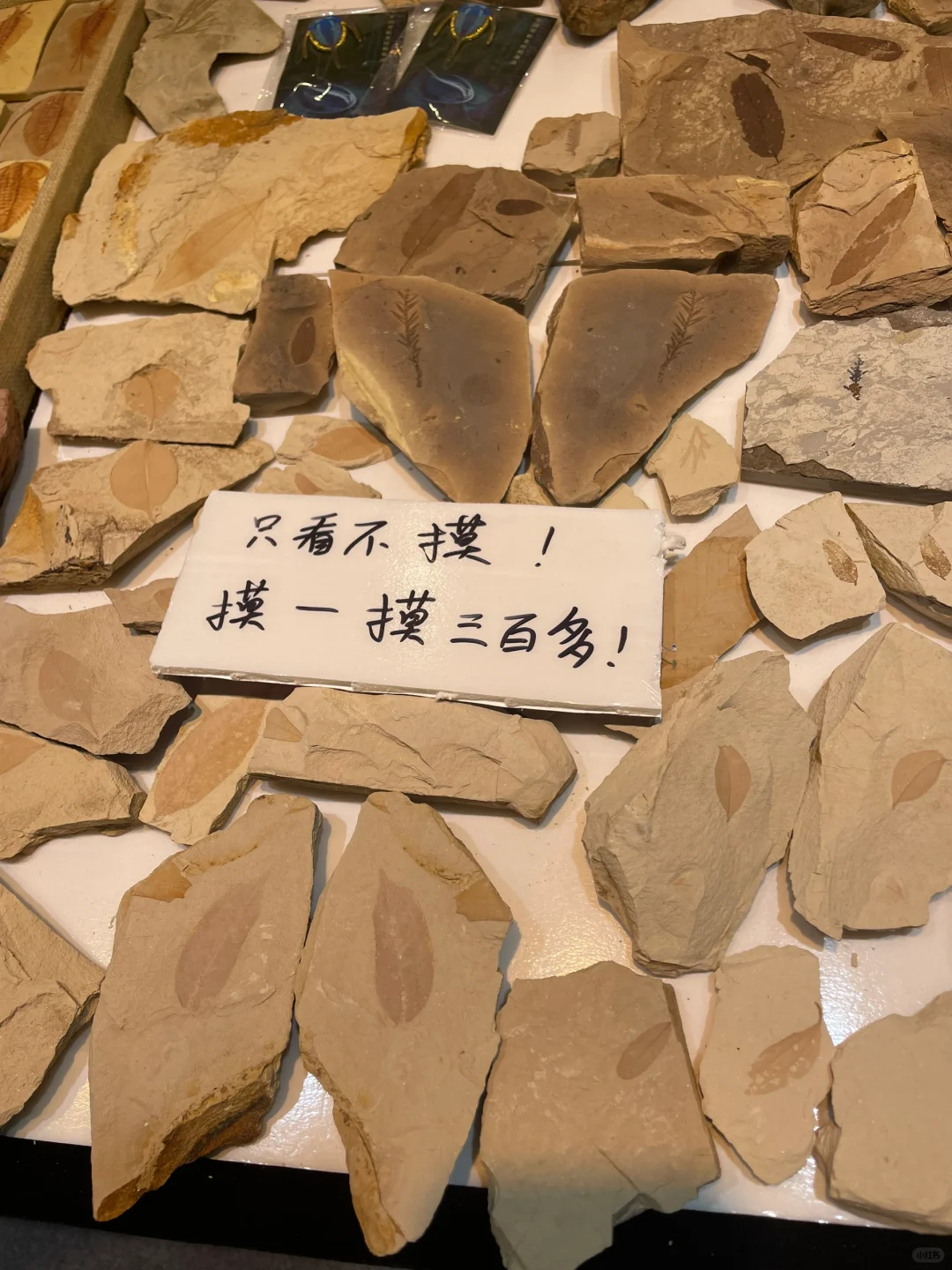 南京矿物化石博览会-一角