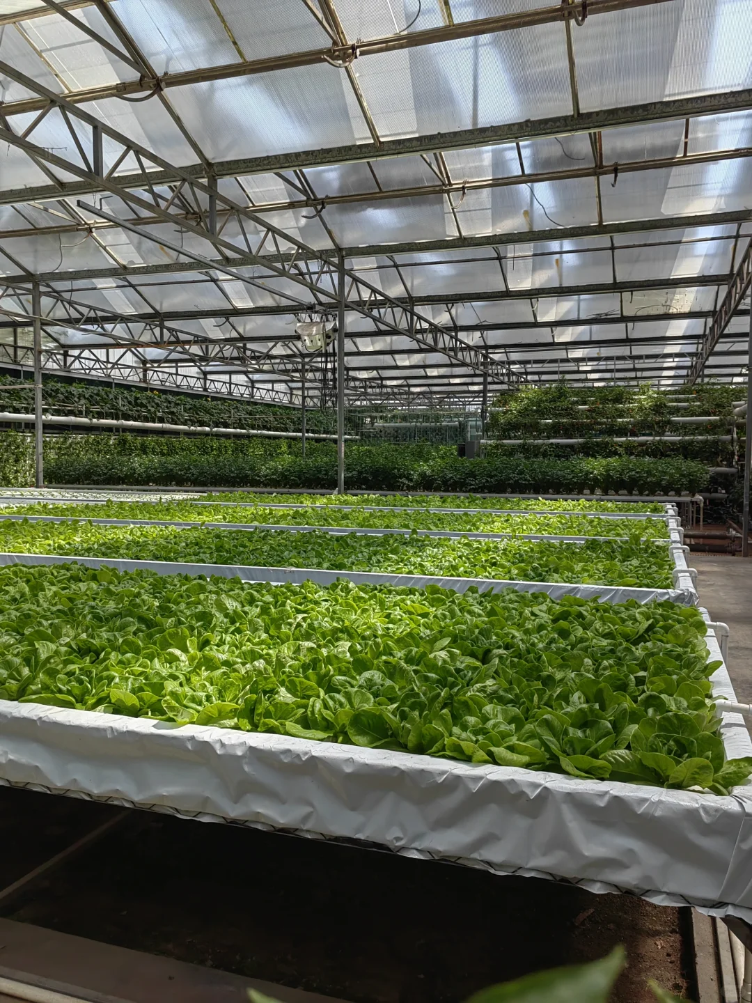 潍坊寿光蔬菜博览会